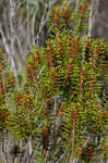 Beach rosemary